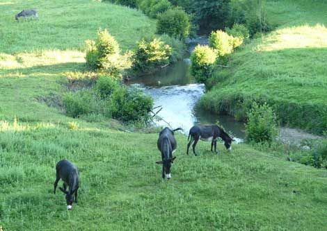 photo 13 Owner direct vacation rental La Bastide-Clairence gite Aquitaine Pyrnes-Atlantiques View of the property from outside