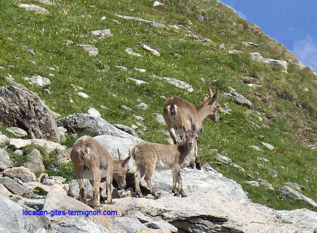 photo 12 Owner direct vacation rental Termignon la Vanoise appartement Rhone-Alps Savoie