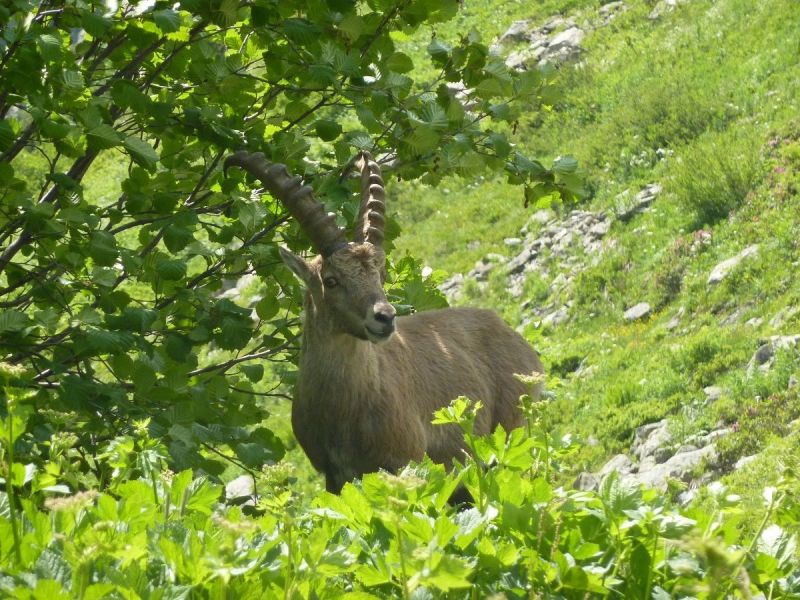 photo 1 Owner direct vacation rental Alpe d'Huez appartement Rhone-Alps Isre Other view