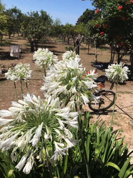 photo 23 Owner direct vacation rental Otranto appartement Puglia Lecce Province Garden