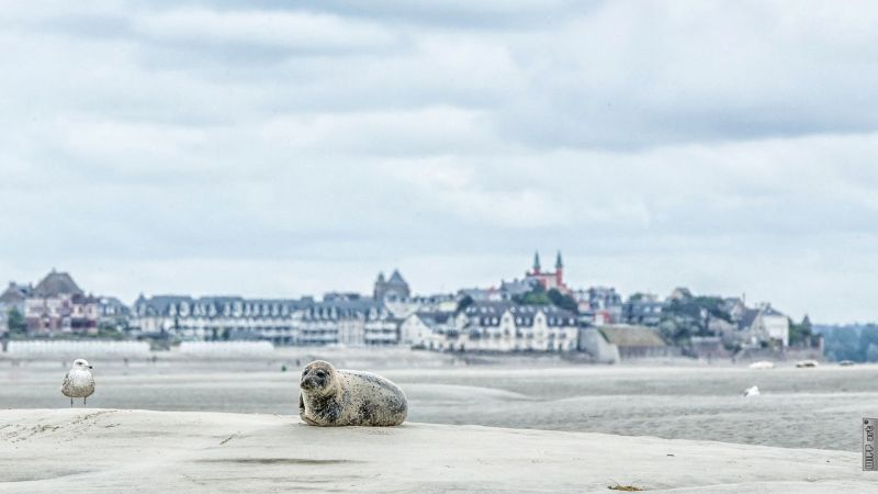 photo 17 Owner direct vacation rental Le Crotoy maison Picardy Somme Beach