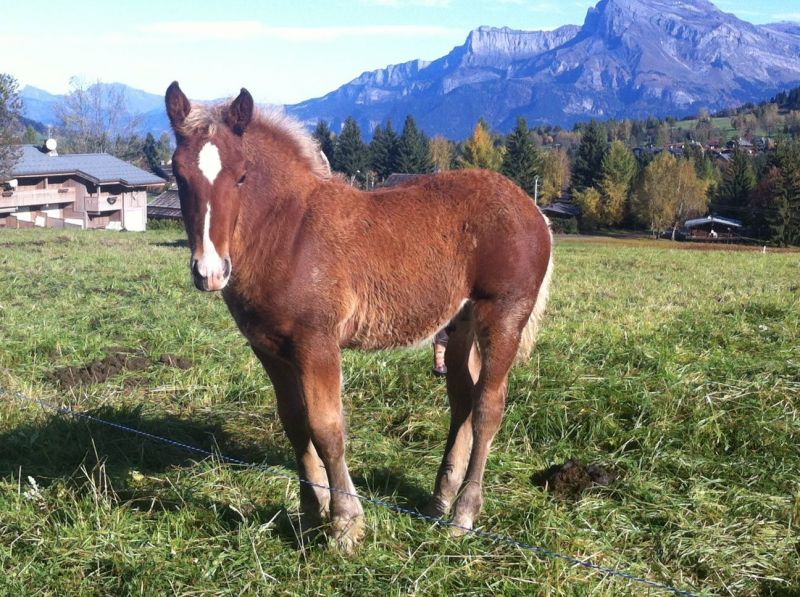 photo 22 Owner direct vacation rental Megve chalet Rhone-Alps Haute-Savoie