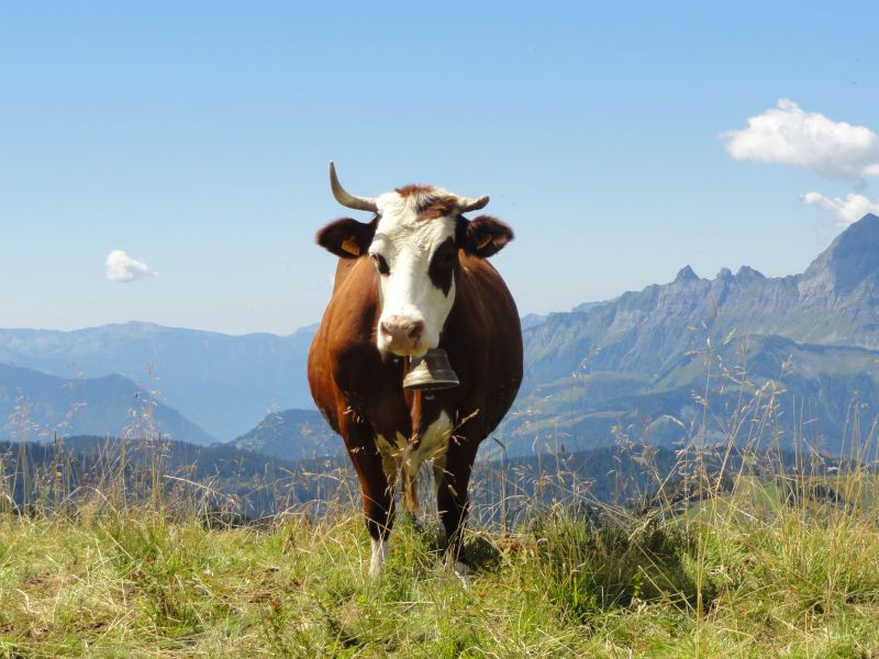 photo 16 Owner direct vacation rental Les Saisies appartement Rhone-Alps Savoie View of the property from outside