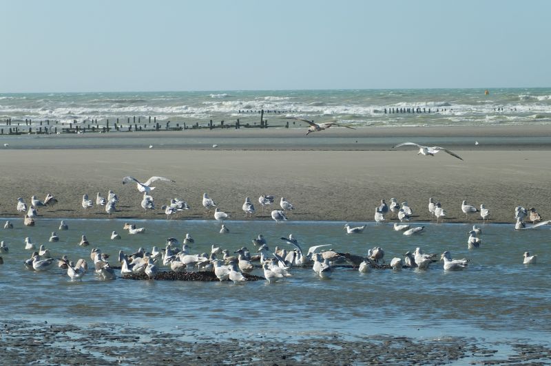 photo 12 Owner direct vacation rental Le Crotoy appartement Picardy Somme Beach