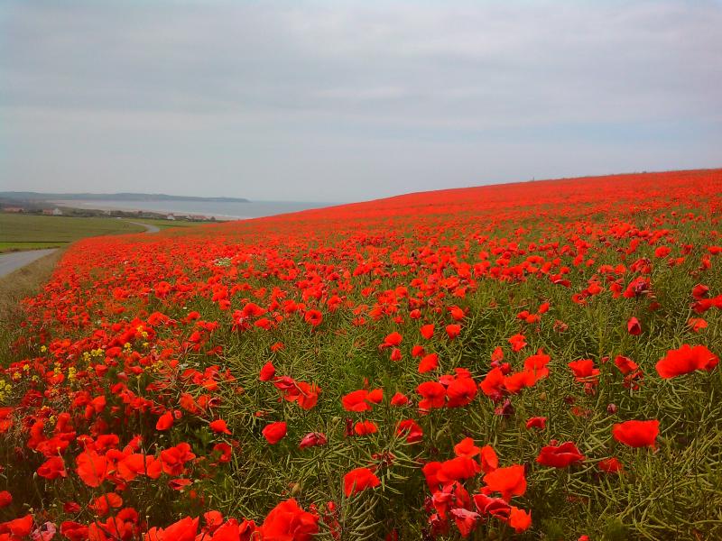 photo 25 Owner direct vacation rental Wissant villa Nord-Pas de Calais Pas de Calais Other view