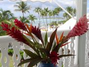 Anse Bertrand sea view vacation rentals: appartement # 31362