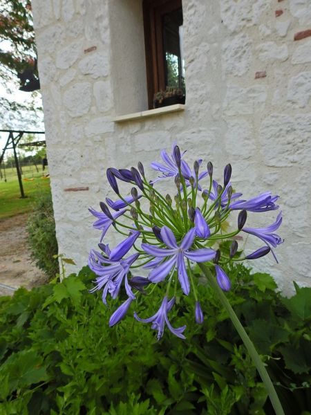 photo 13 Owner direct vacation rental Bergerac gite Aquitaine Dordogne Garden