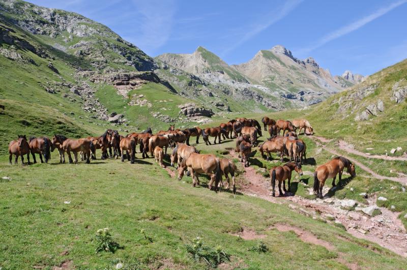 photo 17 Owner direct vacation rental Saint Lary Soulan studio Midi-Pyrnes Hautes-Pyrnes Surroundings