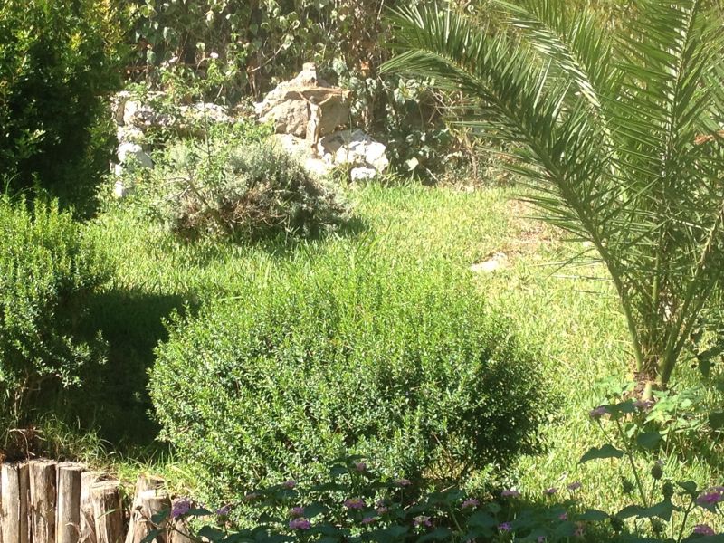 photo 16 Owner direct vacation rental Gallipoli appartement Puglia Lecce Province Garden