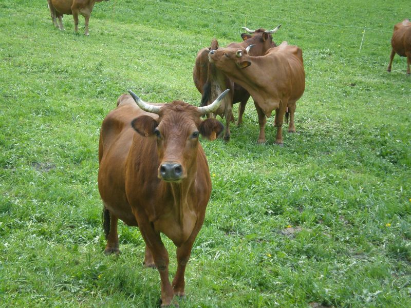 photo 21 Owner direct vacation rental Peisey-Vallandry chalet Rhone-Alps Savoie View of the property from outside