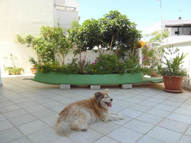 photo 2 Owner direct vacation rental Gallipoli appartement Puglia Lecce Province