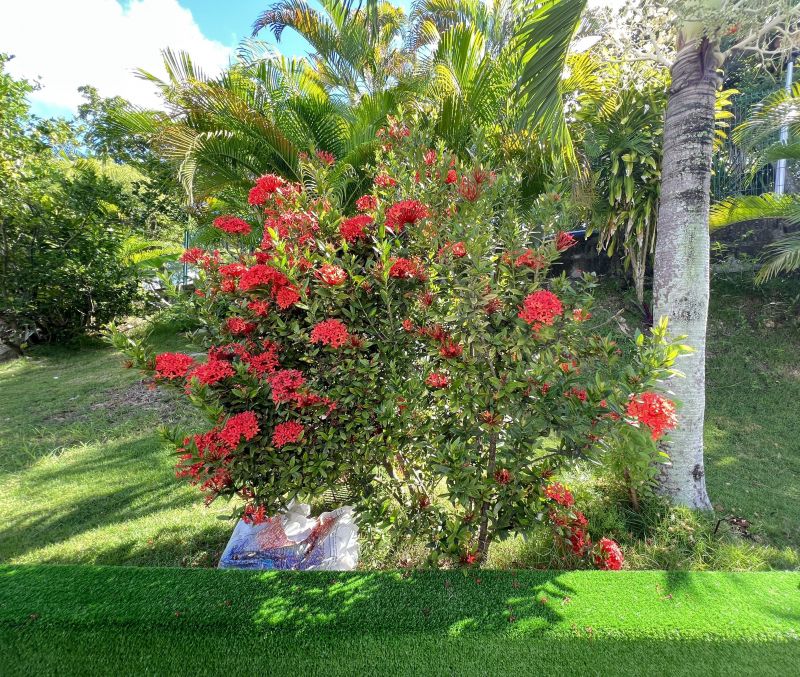 photo 8 Owner direct vacation rental Le Gosier (Guadeloupe) studio Grande Terre  Garden