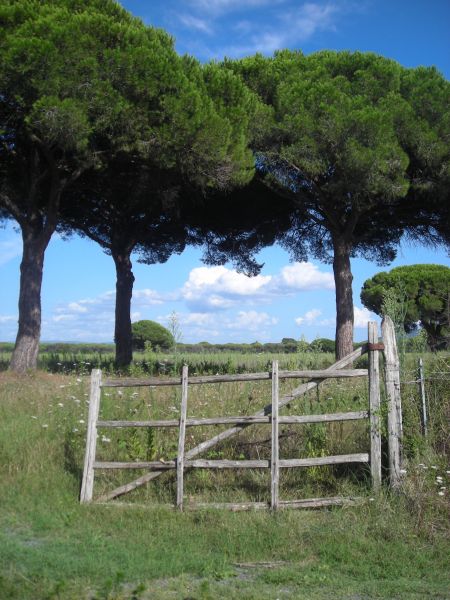 photo 15 Owner direct vacation rental Principina a Mare appartement Tuscany Grosseto Province Other view
