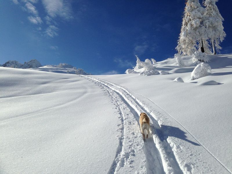 photo 13 Owner direct vacation rental Auronzo di Cadore appartement Veneto Belluno Province