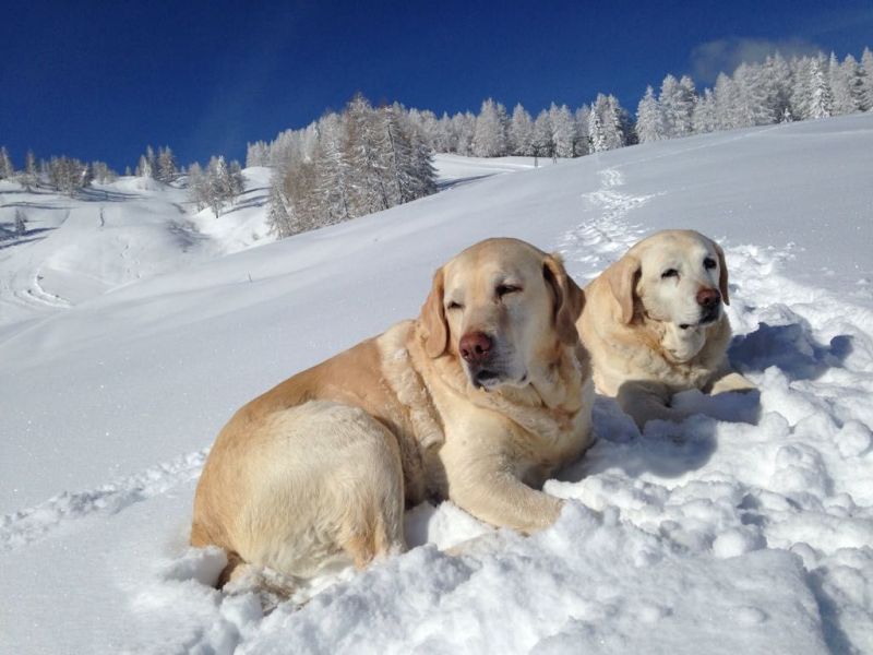 photo 11 Owner direct vacation rental Cortina d'Ampezzo appartement Veneto Belluno Province