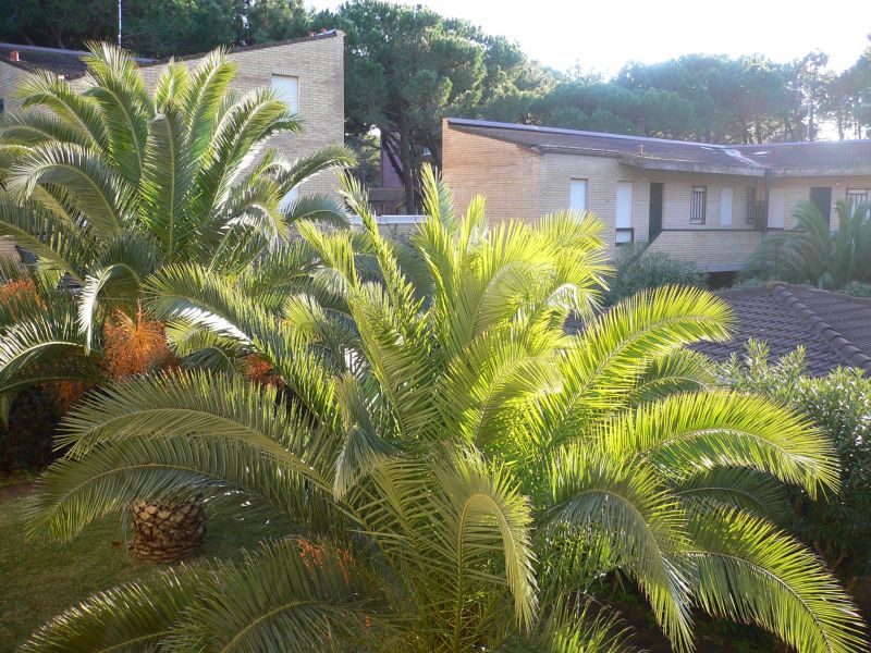 photo 2 Owner direct vacation rental Principina a Mare appartement Tuscany Grosseto Province View from the terrace