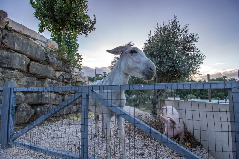 photo 24 Owner direct vacation rental Ourm villa Estremadura  and Ribatejo Ribatejo View from the terrace