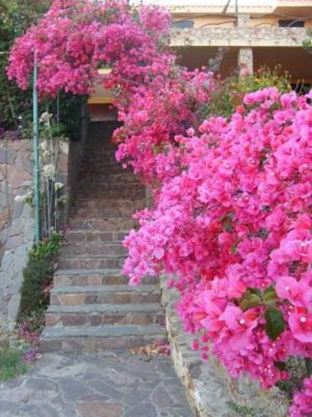 photo 16 Owner direct vacation rental Chia villa Sardinia Cagliari Province Garden
