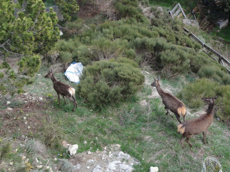 photo 22 Owner direct vacation rental Les Angles chalet Languedoc-Roussillon Pyrnes-Orientales Garden