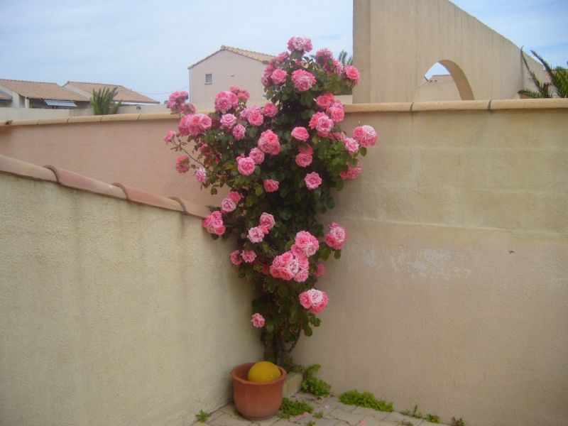 photo 21 Owner direct vacation rental Frontignan maison Languedoc-Roussillon Hrault Garden