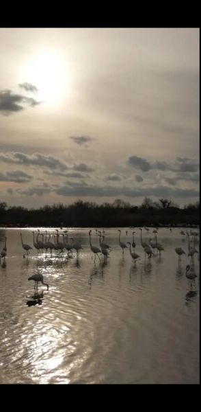 photo 14 Owner direct vacation rental Port Camargue studio Languedoc-Roussillon Gard