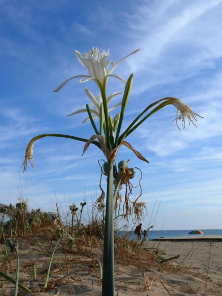 photo 21 Owner direct vacation rental Pescoluse villa Puglia Lecce Province Beach