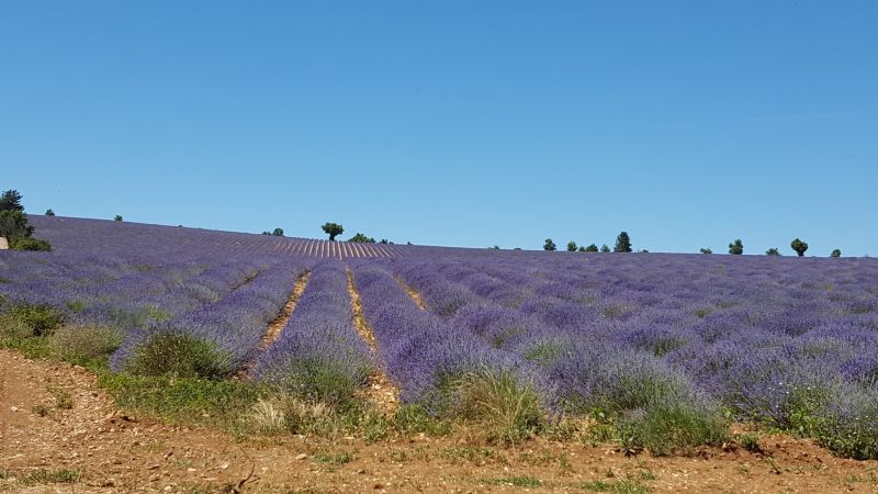 photo 22 Owner direct vacation rental Caromb studio Provence-Alpes-Cte d'Azur Vaucluse View of the property from outside