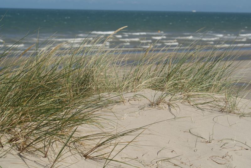 photo 16 Owner direct vacation rental Bray-Dunes maison Nord-Pas de Calais Nord